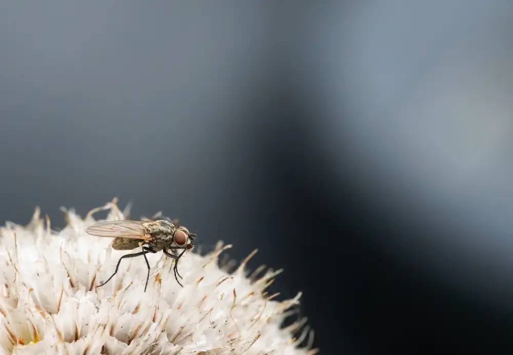 How To Kill Fruit Flies